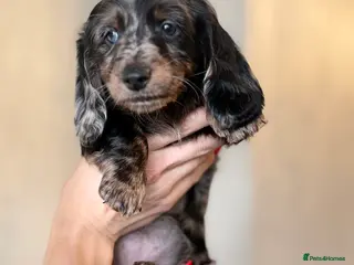 Miniature Dachshund dogs Mini long hair dachshunds - Advert 5