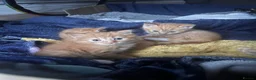 Mixed Breed cats for sale: Kittens for sale - Advert 4