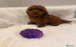 Mixed Breed dogs for sale: Beautiful Deep Red Poodle Puppy’s For Sale Kent  - Image 2