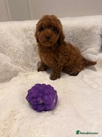 Mixed Breed dogs - Advert 12