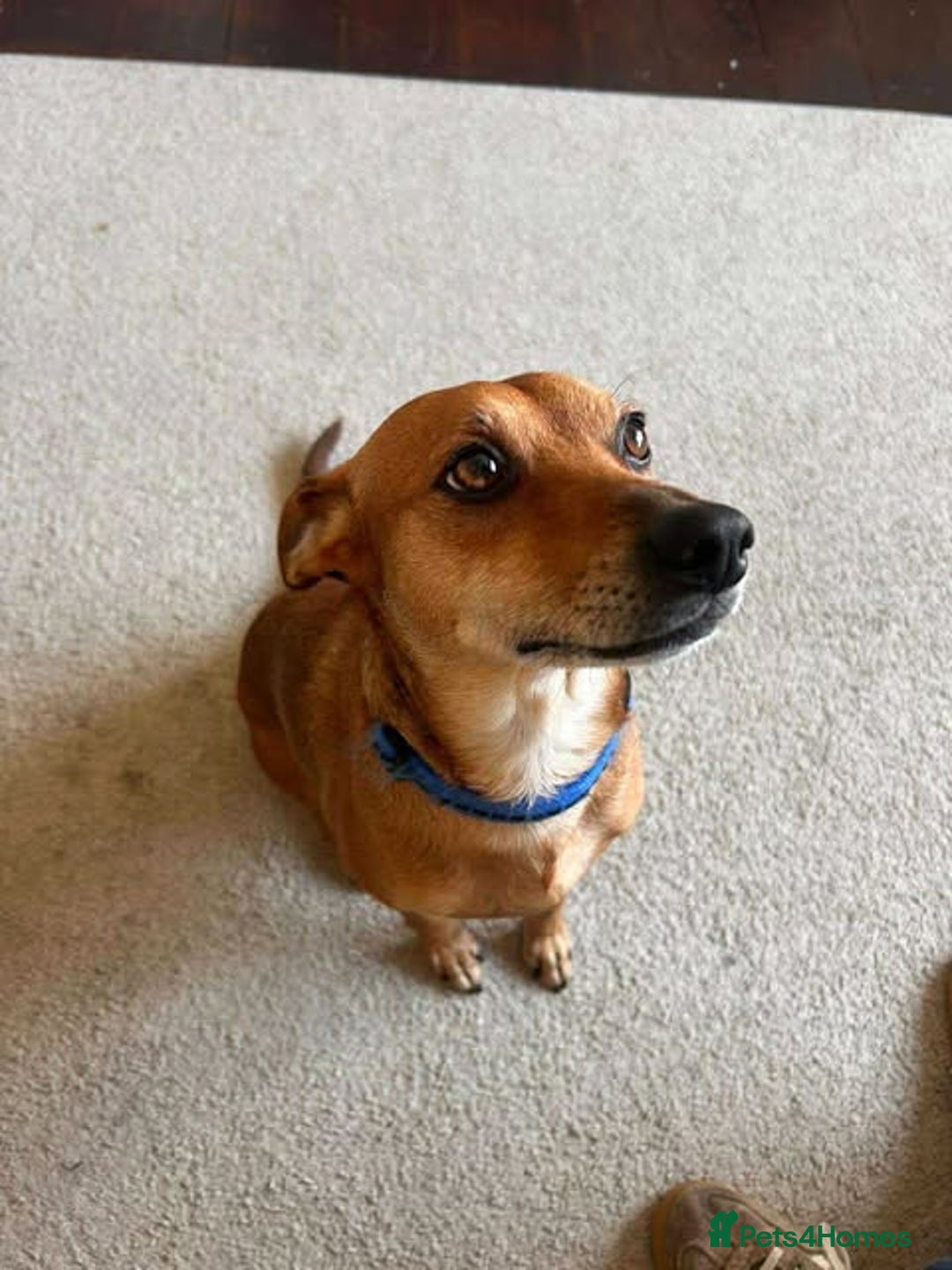 Mixed Breed dogs for adoption: Mickey – Cheeky, Cuddly and Charming Companion - Image 7