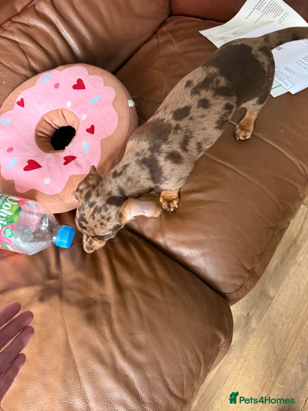 Dachshund dogs for sale: Miniature dachshund puppies 1 girl left - Advert 9