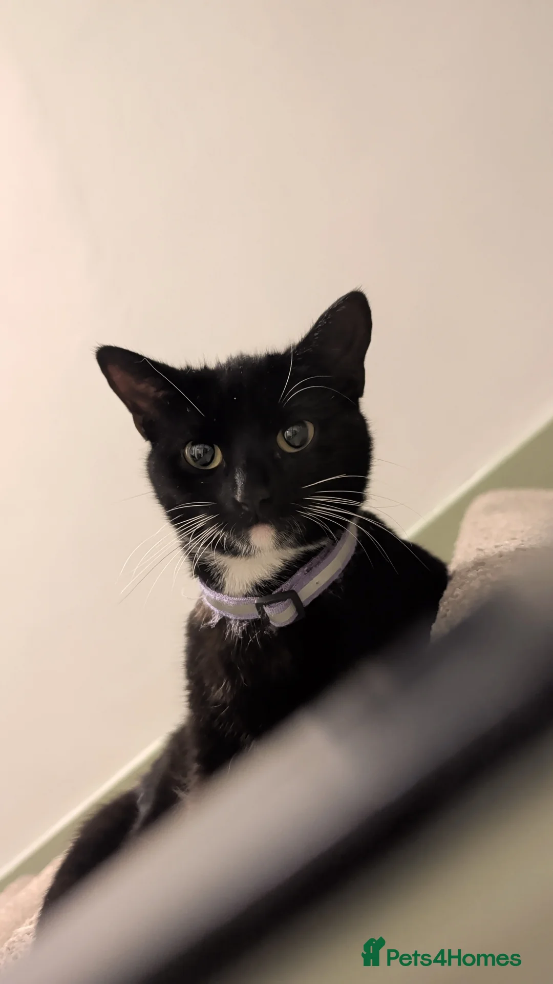 Mixed Breed cats for sale: Cat for for sale  - Advert 4