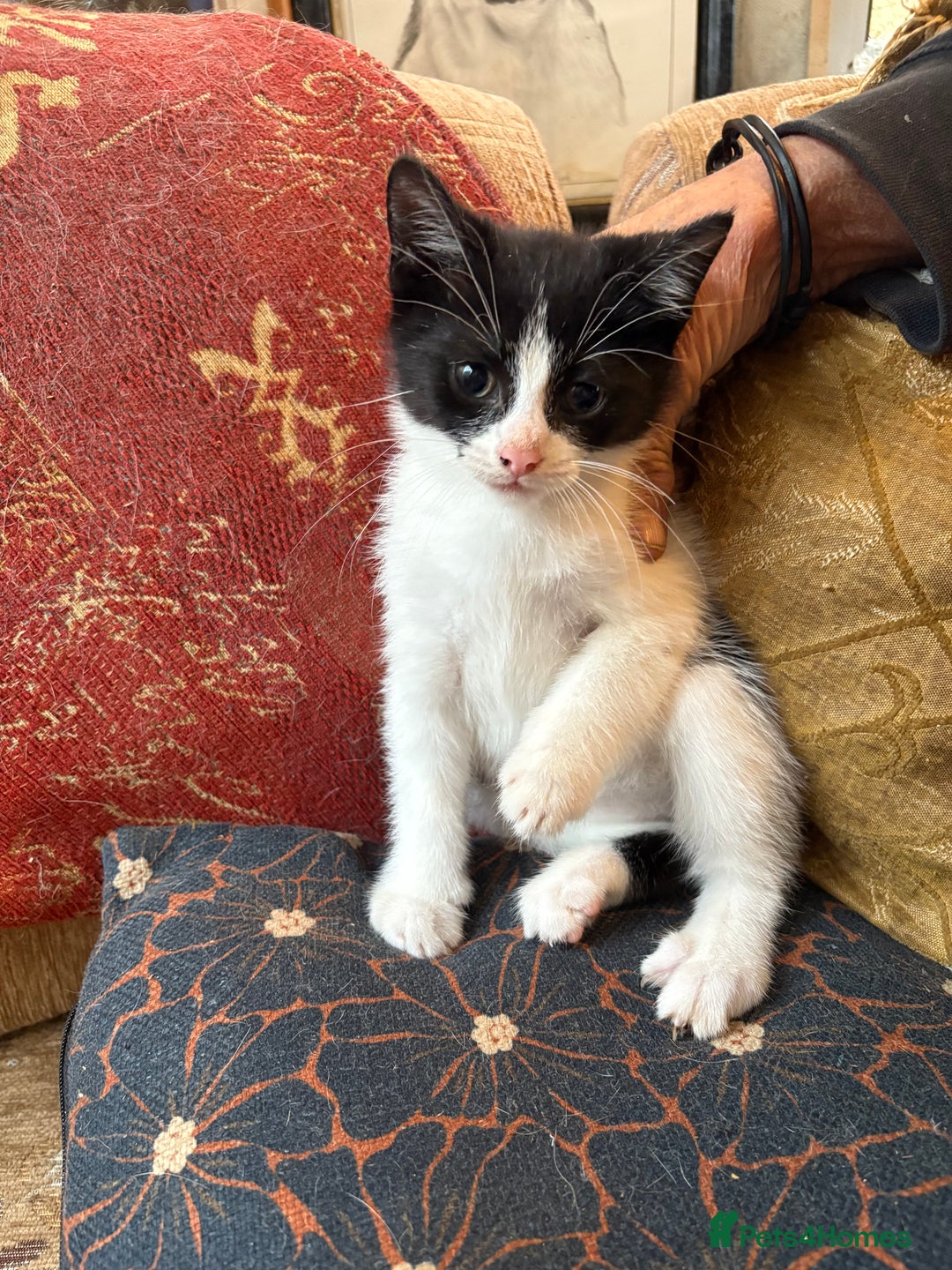 Mixed Breed cats for sale: Beautiful kittens ready for new home - Advert 10