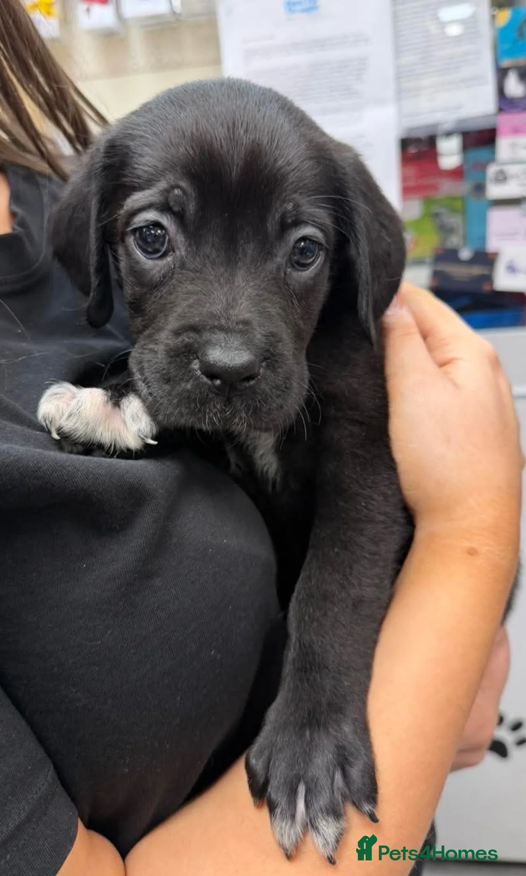 Cane Corso dogs for sale: 3 beautiful, champion blood line cane corsos  - Advert 8