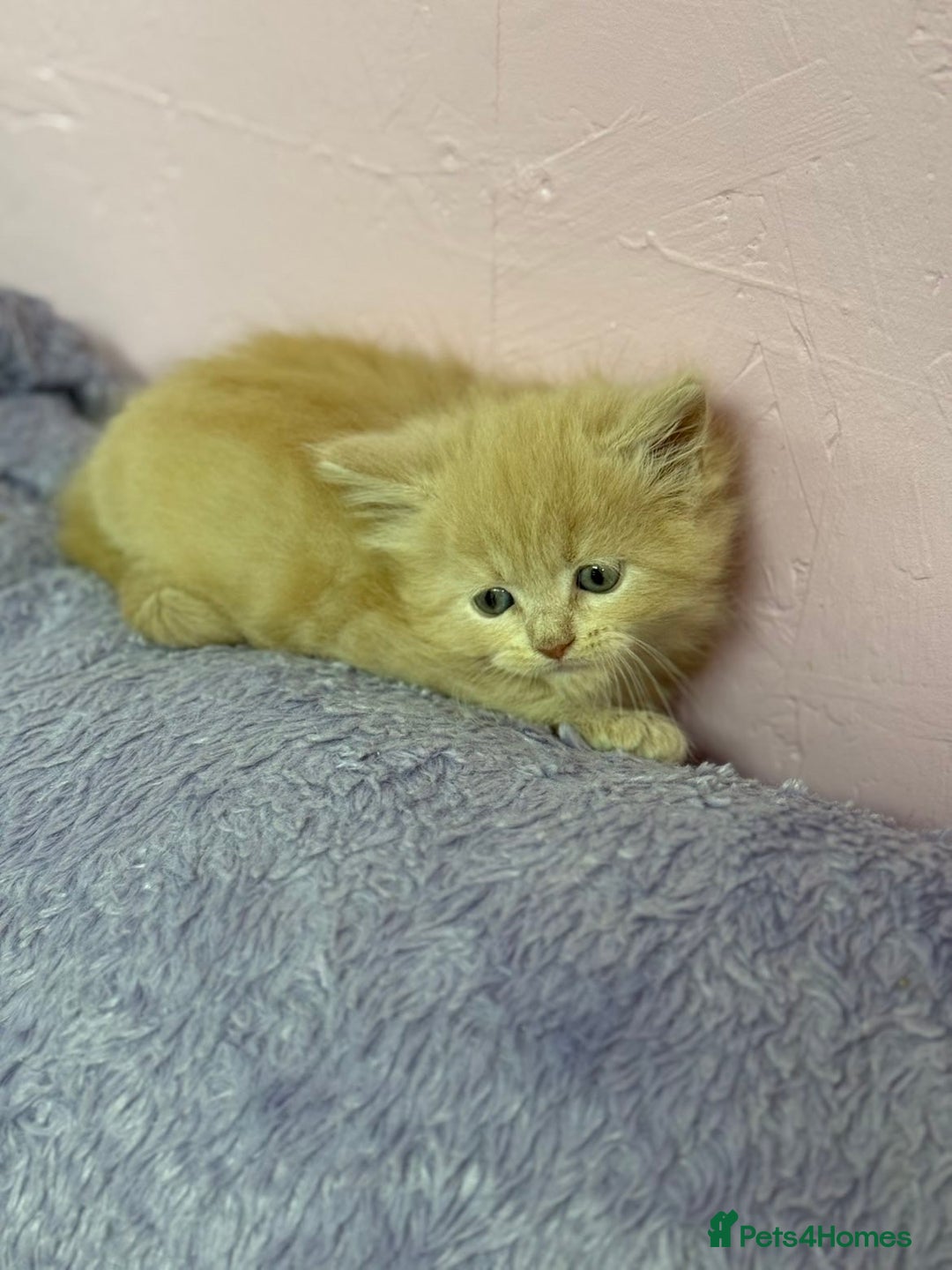 Maine Coon cats for sale: Mainecoon kittens  - Advert 4