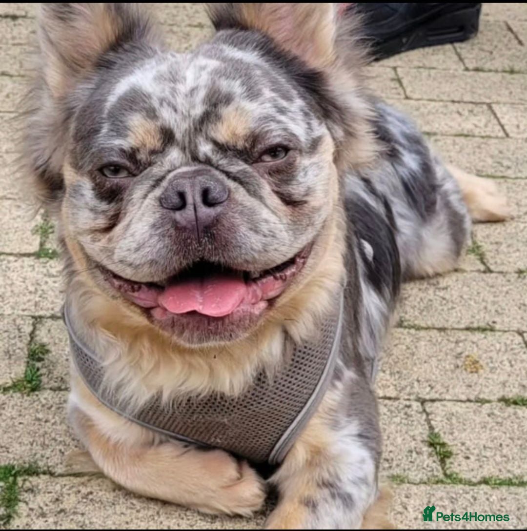French Bulldog dogs Lucky Luciano the fluffy Merle French bulldog - Advert 1