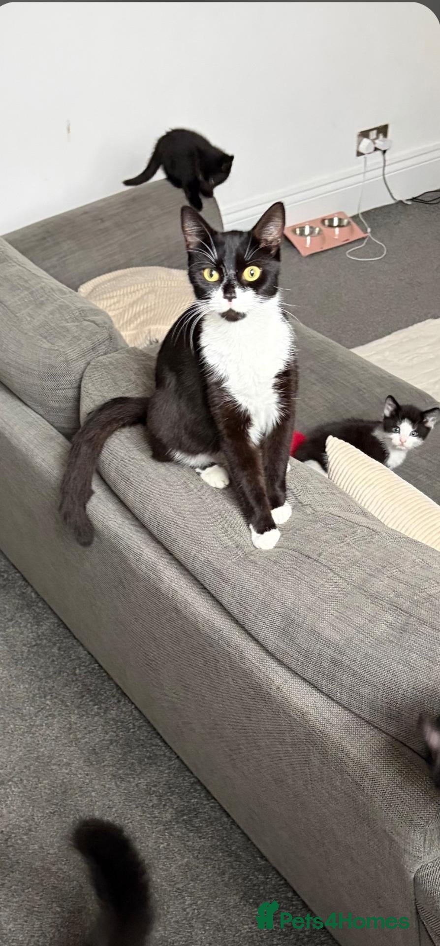Mixed Breed cats Male tuxedo 9 weeks old  - Advert 3