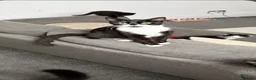Mixed Breed cats for sale: Male tuxedo 9 weeks old  - Advert 1