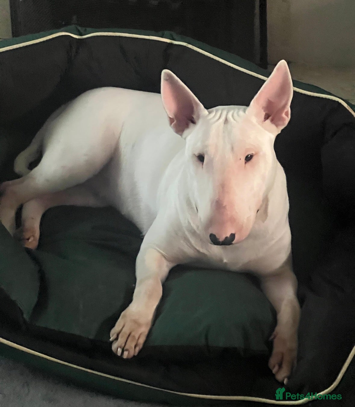 English Bull Terrier dogs Loving Family raised English Bull Terriers pups - Advert 1