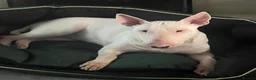 English Bull Terrier dogs for sale: Loving Family raised English Bull Terriers pups in Telford - Advert 1