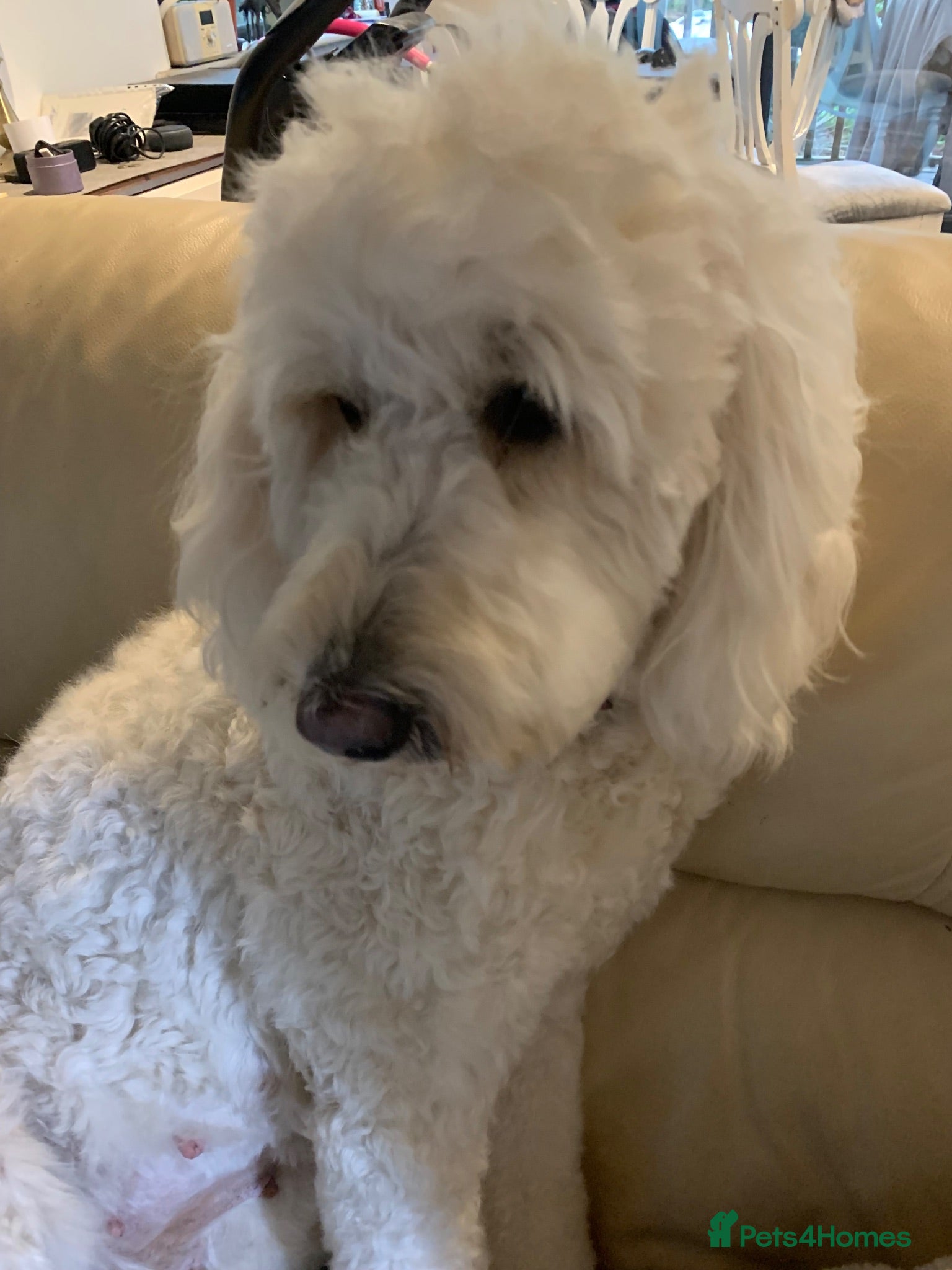 Goldendoodle dogs Polar expecting her puppies end September - Advert 1