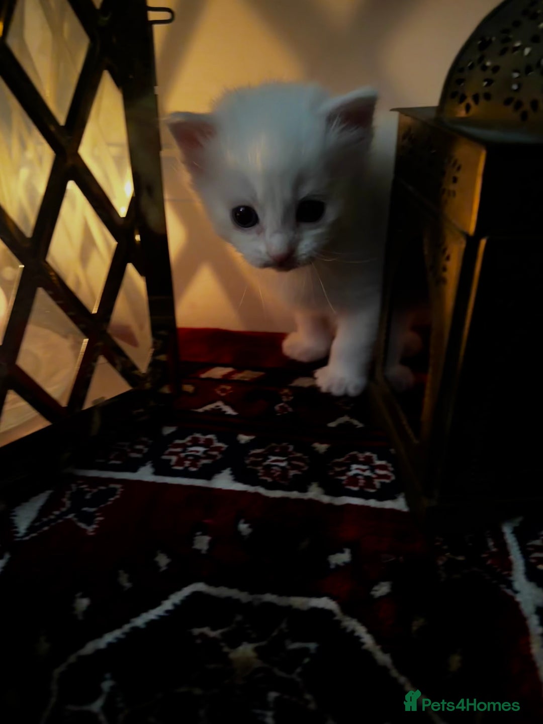 Siamese cats for sale: Siamese x russian blue kittens - Advert 11