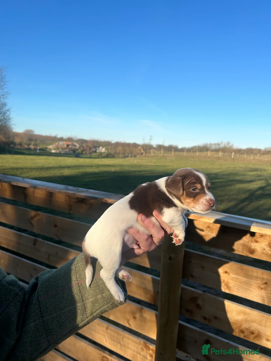 Jack Russell dogs for sale: Stunning Jack Russell puppies fr sale-all colours  - Advert 10