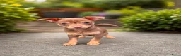 Chihuahua dogs for sale: Beautiful chocolate and tan boy - Advert 1