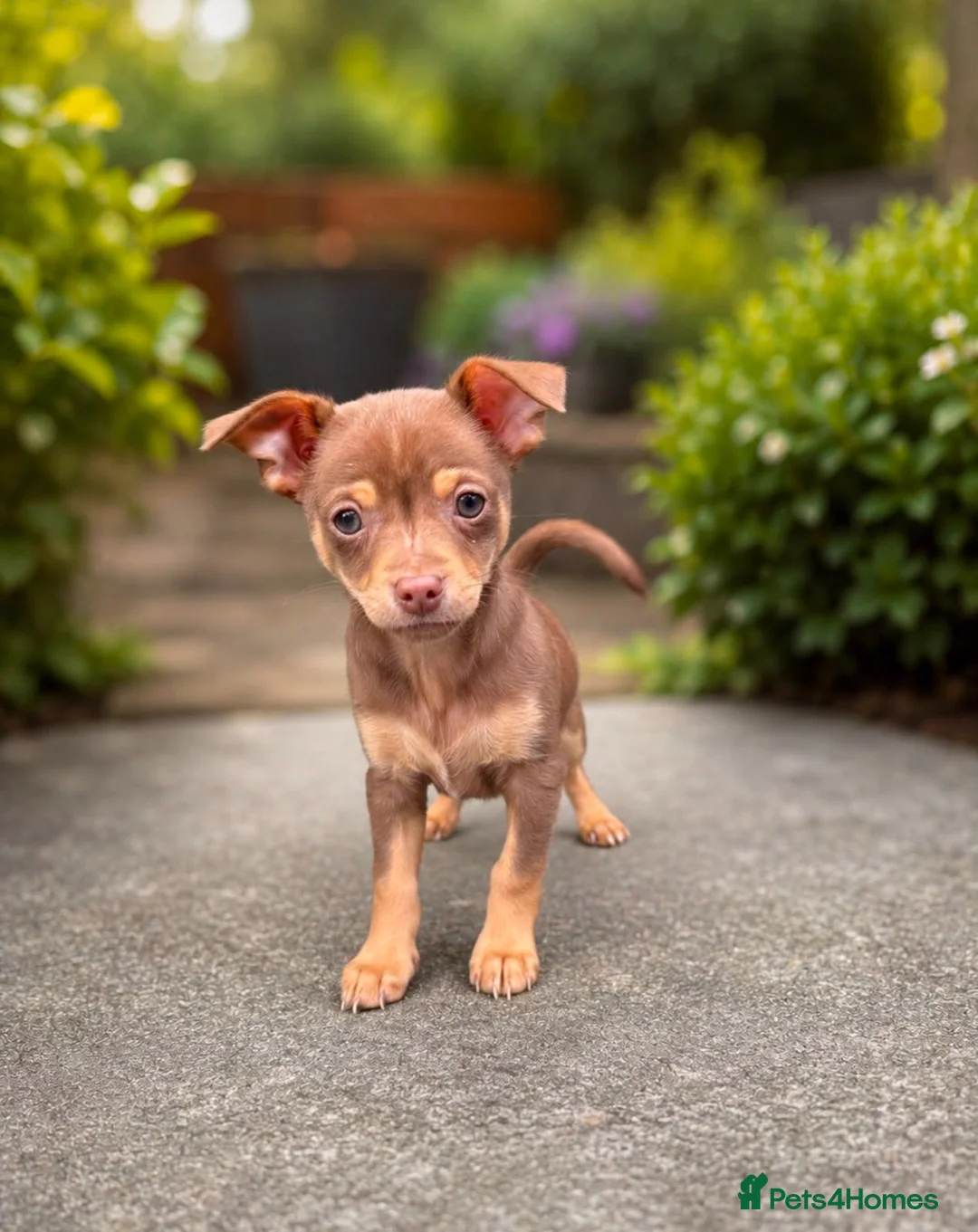 Chihuahua dogs for sale: Beautiful chocolate and tan boy - Advert 1