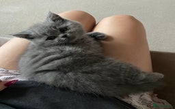 British Shorthair cats for sale: Blue British shorthair male - Image 1