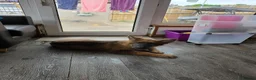 German Shepherd dogs for sale: Female Isabella german Shepherd puppy - Advert 3