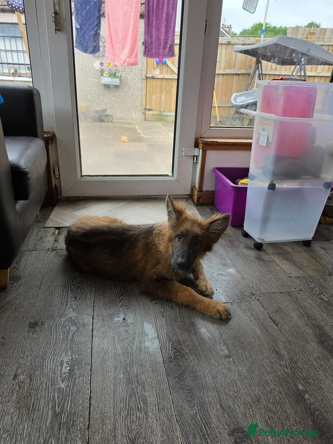 German Shepherd dogs for sale: Female Isabella german Shepherd puppy - Advert 3
