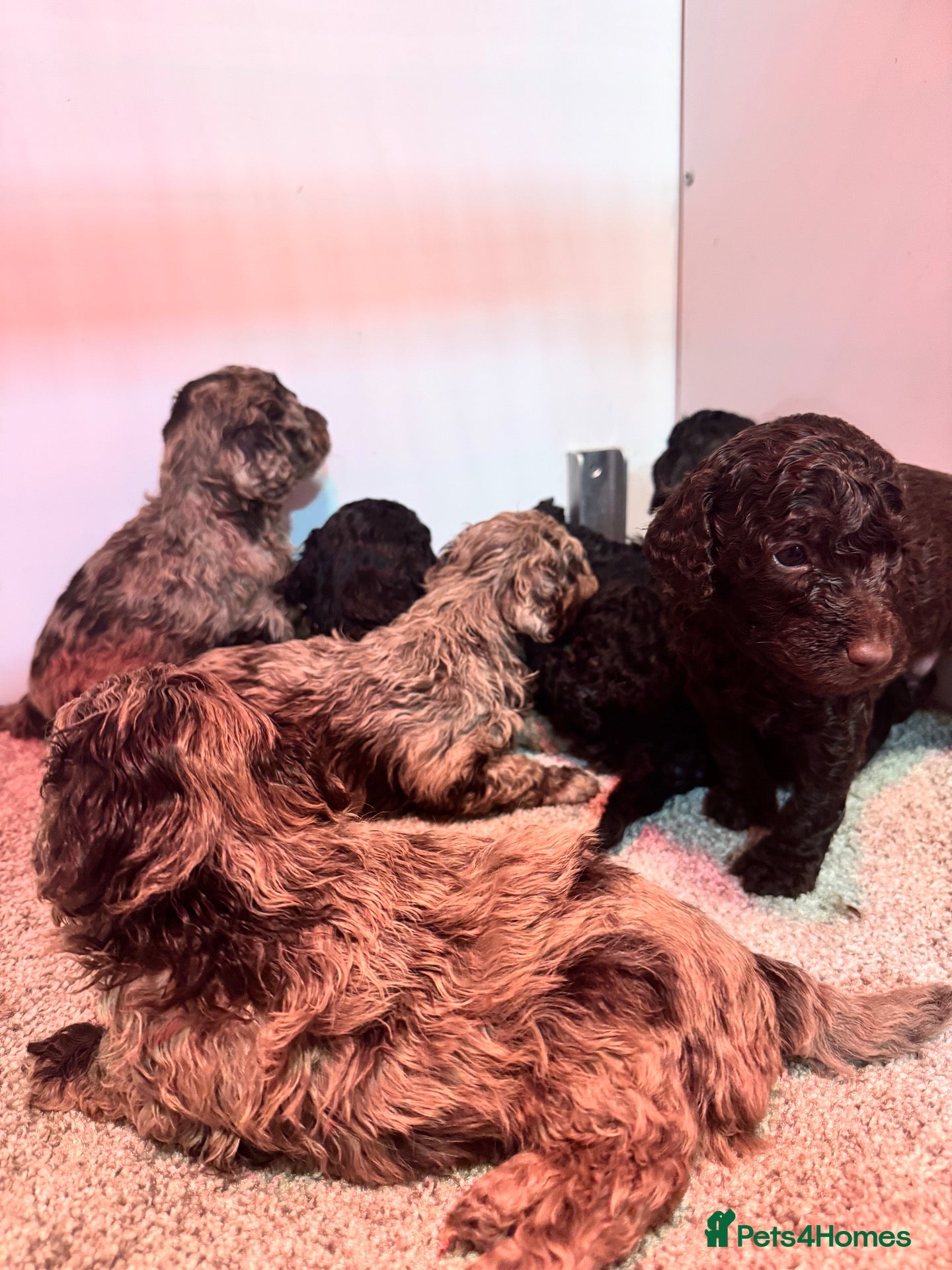 Cockapoo dogs for sale: Stunning F1bb toy cockerpoo  - Advert 13