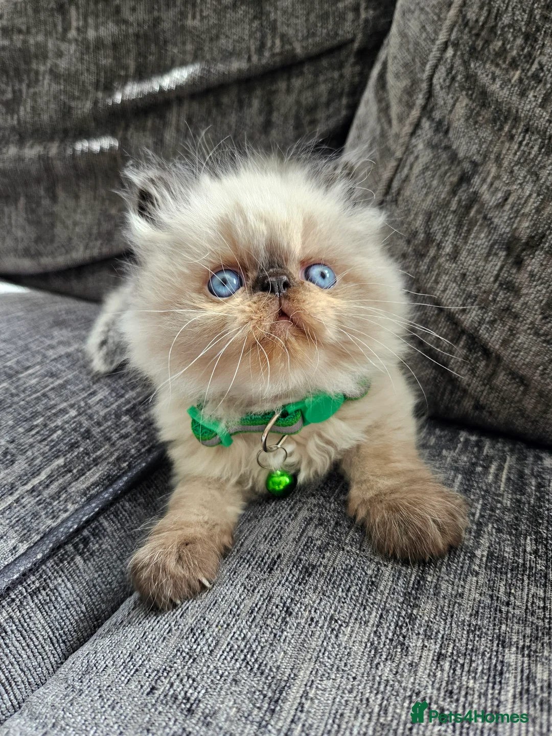 Persian cats for stud: PKD Clear Proven Persian Stud  - Advert 12
