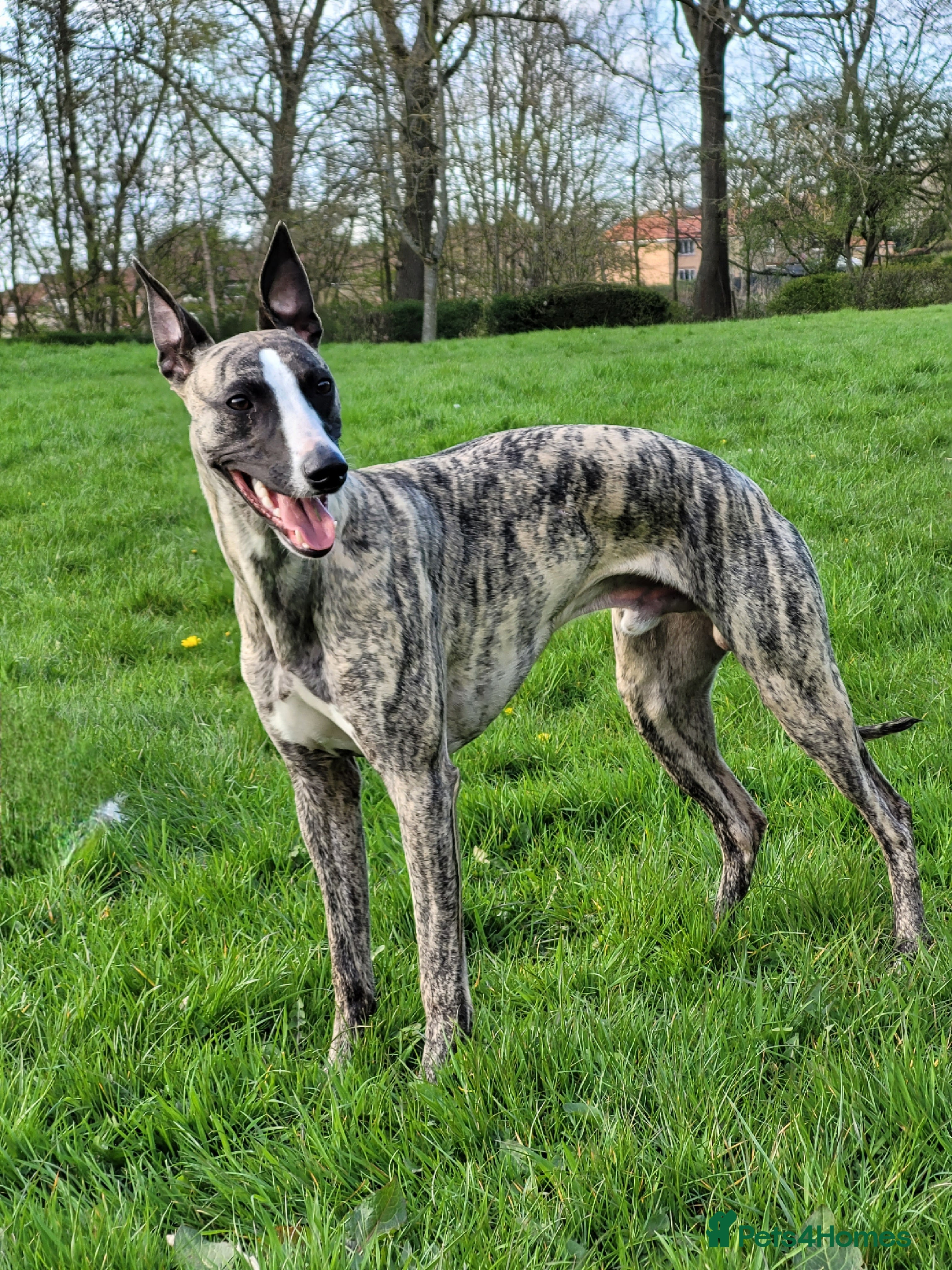 Whippet dogs  PROVEN kc reg whippet for stud in Consett - Advert 1