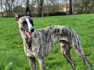 Whippet dogs in Consett - Advert 41