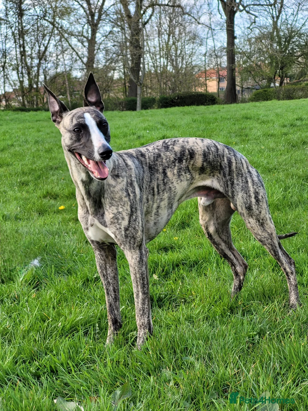 Whippet dogs for stud:  PROVEN kc reg whippet for stud in Consett - Advert 1
