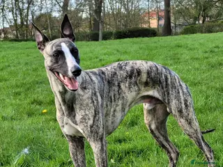 Whippet dogs PROVEN kc reg whippet for stud in Consett - Advert 7