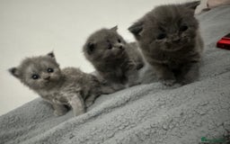 British Shorthair cats for sale: kittens for sale - Image 2