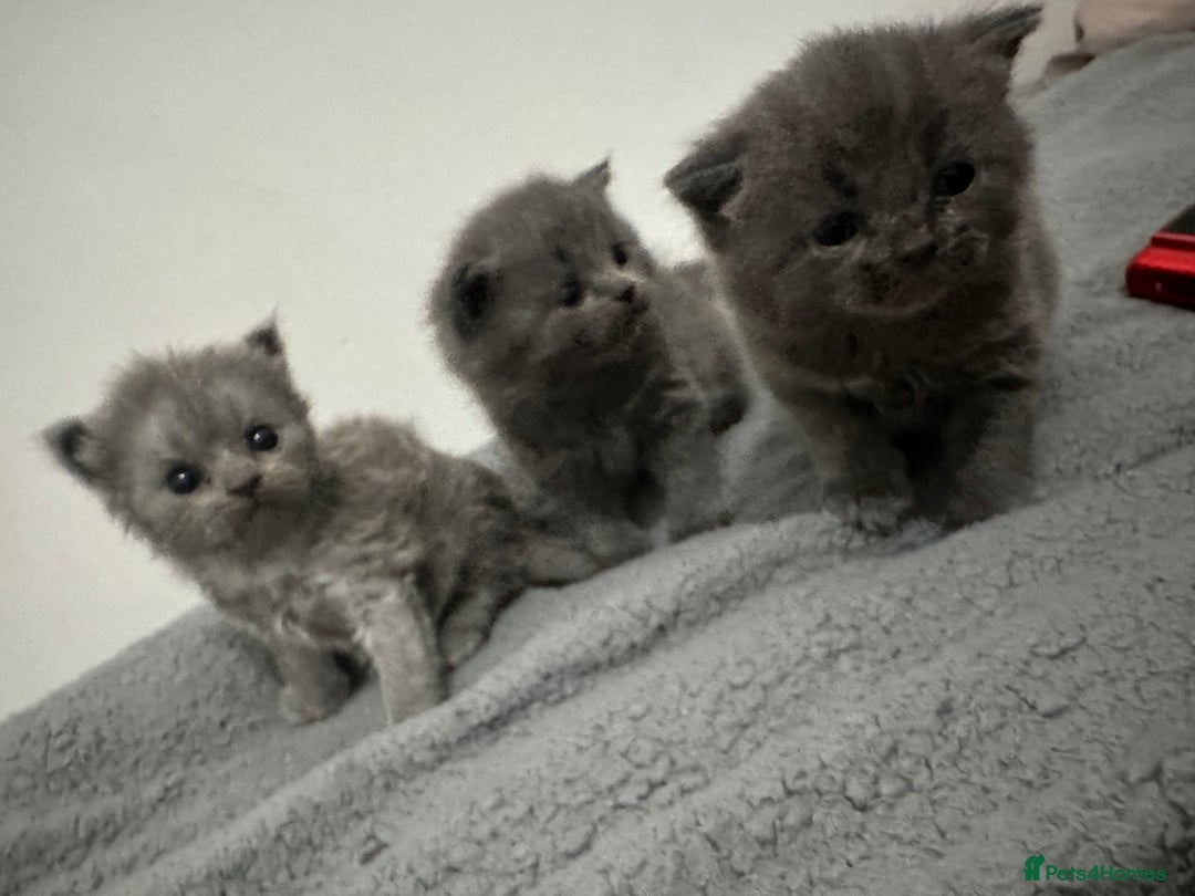 British Shorthair cats for sale: kittens for sale - Image 2