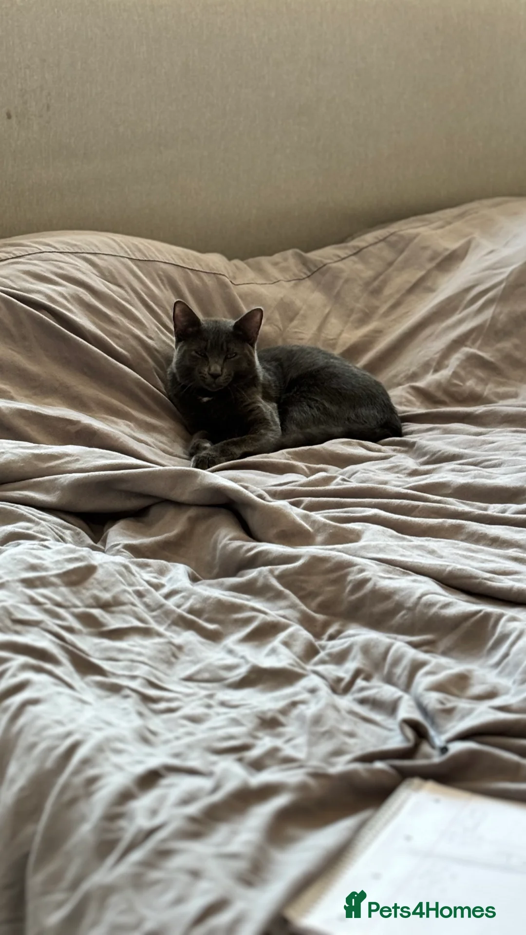 British Shorthair cats for sale: Loving British Short Hair Cat in Ashford - Advert 2