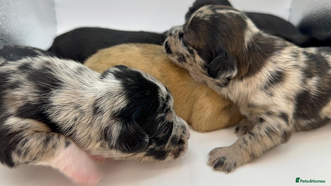 Mixed Breed dogs for sale: Floodle  - Image 6