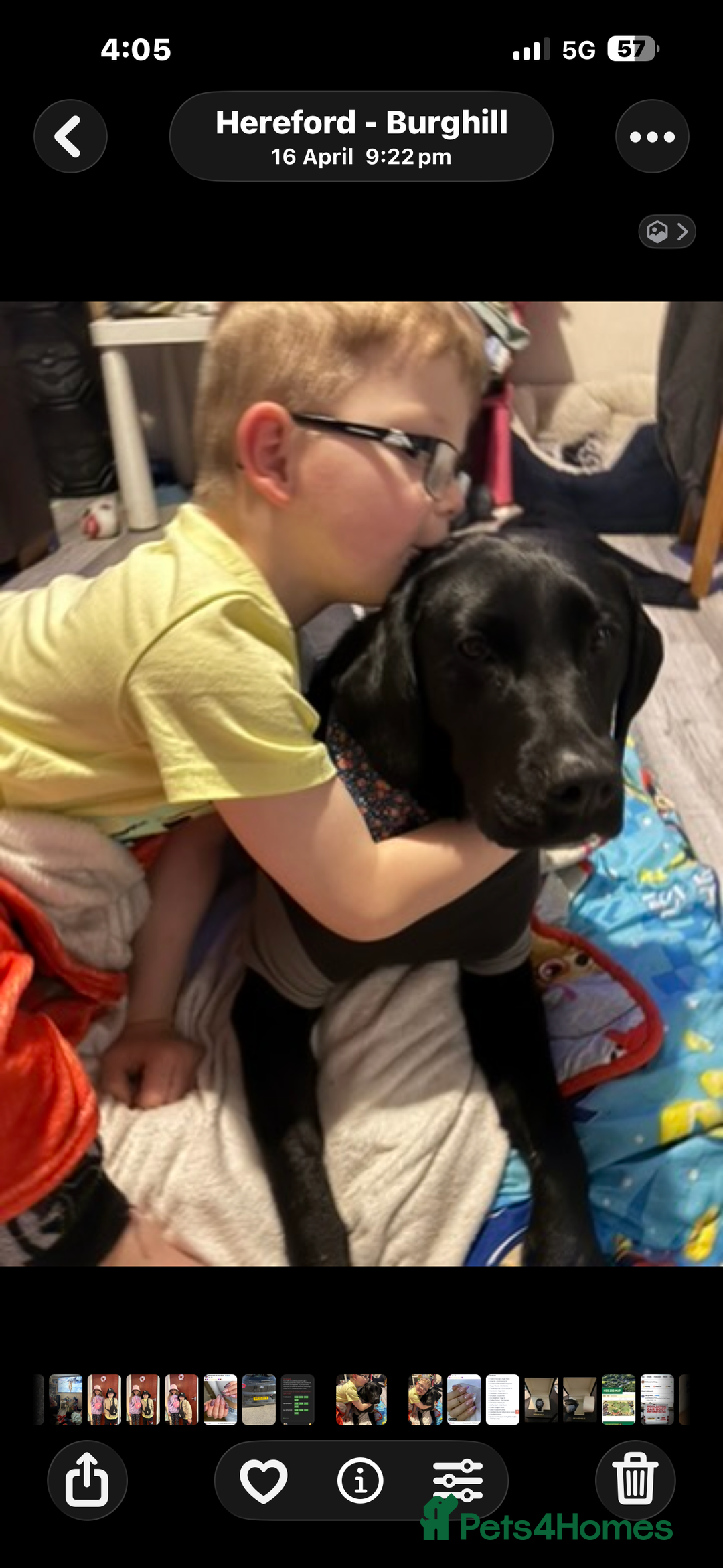 Labrador Retriever dogs for sale: Mum and son need to be rehomed hopefully together - Advert 3