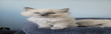 Ragdoll Kitten 3