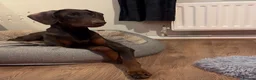 Dobermann dogs for sale: 5 beautiful puppies for sale  - Advert 2
