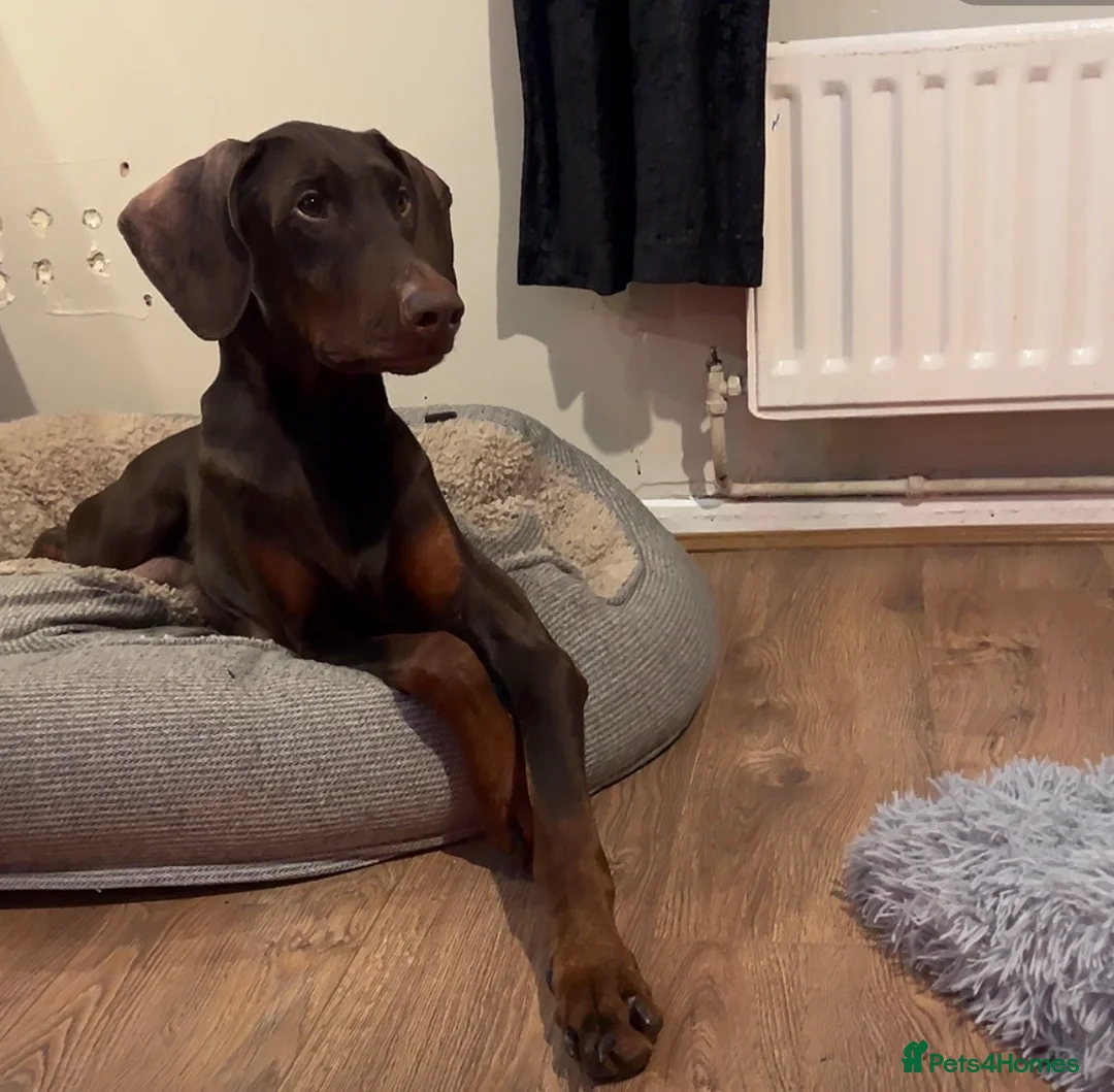 Dobermann dogs for sale: 5 beautiful puppies for sale  - Advert 2