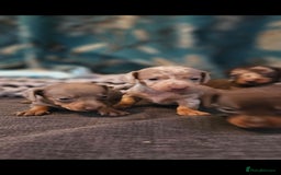 Dachshund dogs for sale: Dachshund  - Image 10