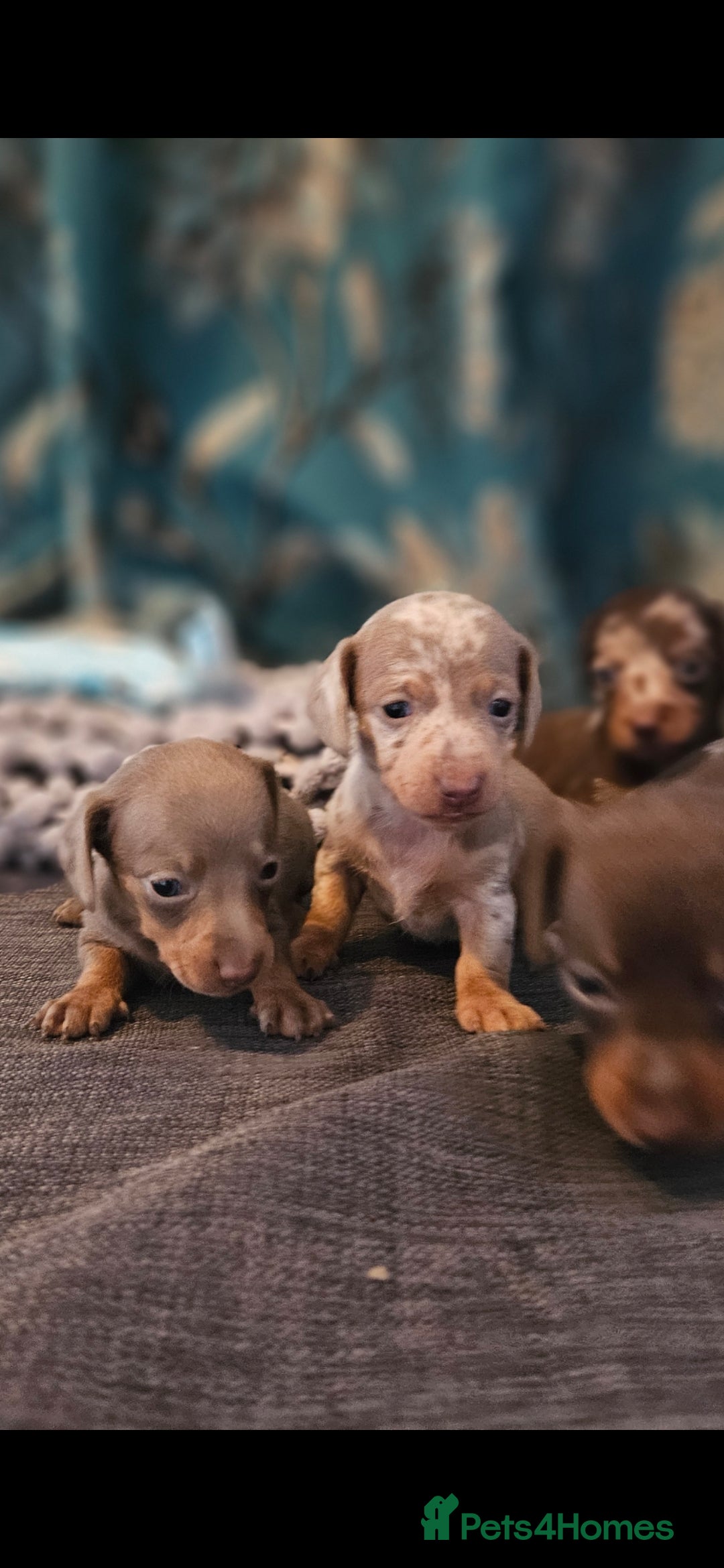 Dachshund dogs for sale: Dachshund  - Image 10
