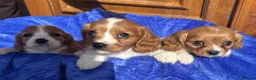 Cavalier King Charles Spaniel dogs for sale: Blenheim Cavalier King Charles pups ready now  - Advert 14