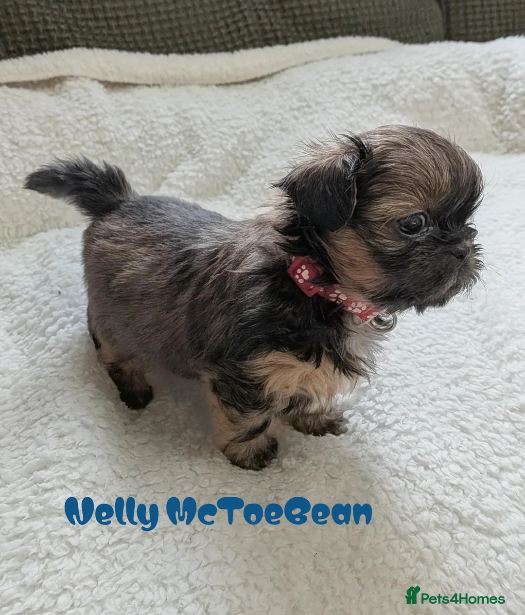 Shih Tzu dogs for sale: Clan of beautiful Shih tzu Toebeans  - Advert 2