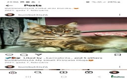 Mixed Breed cats for sale: Maine coon mix Girls💜 - Image 9