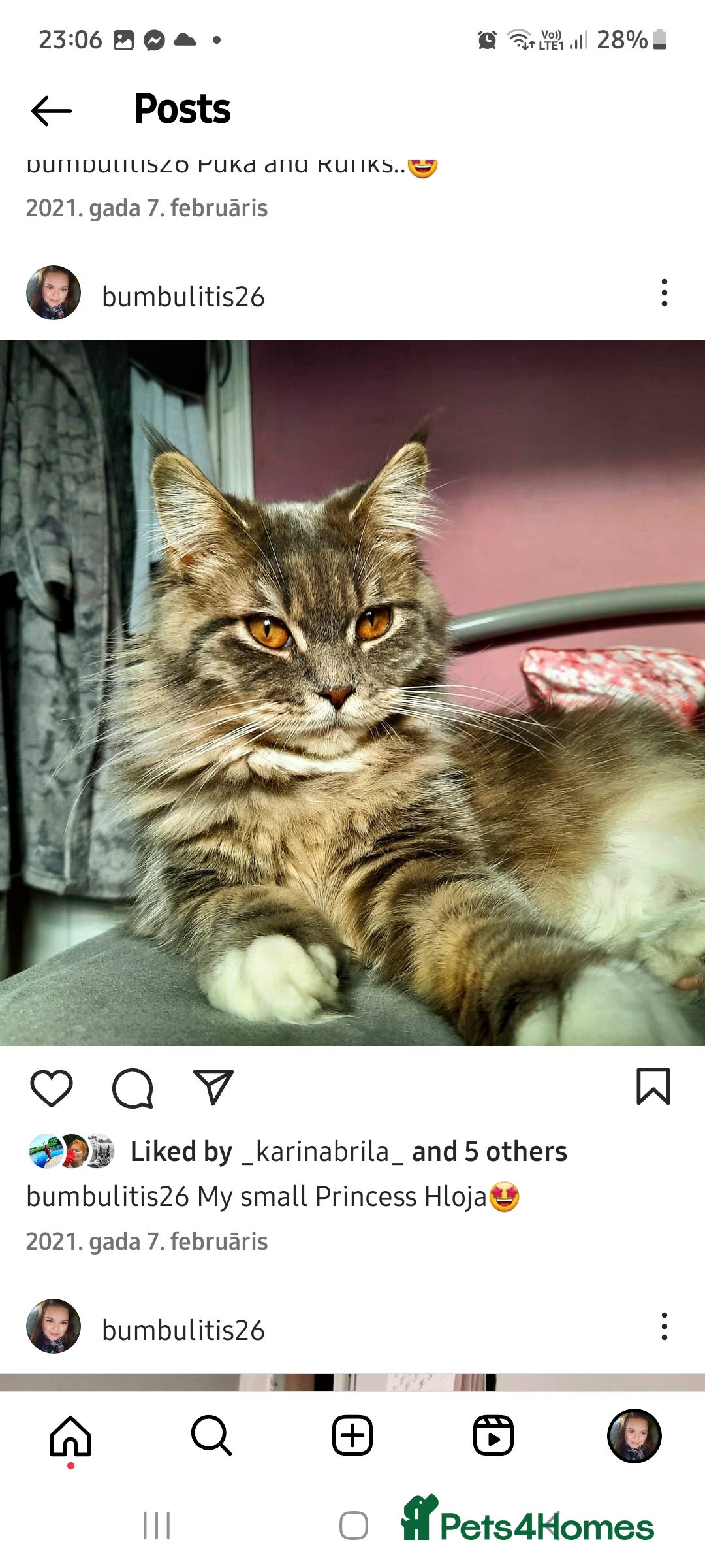 Mixed Breed cats for sale: Maine coon mix Girls💜 - Image 9