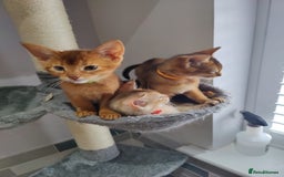 Abyssinian cats for sale: Ready to go TODAY! Delivery ✅ Neutered ✅ - Image 2