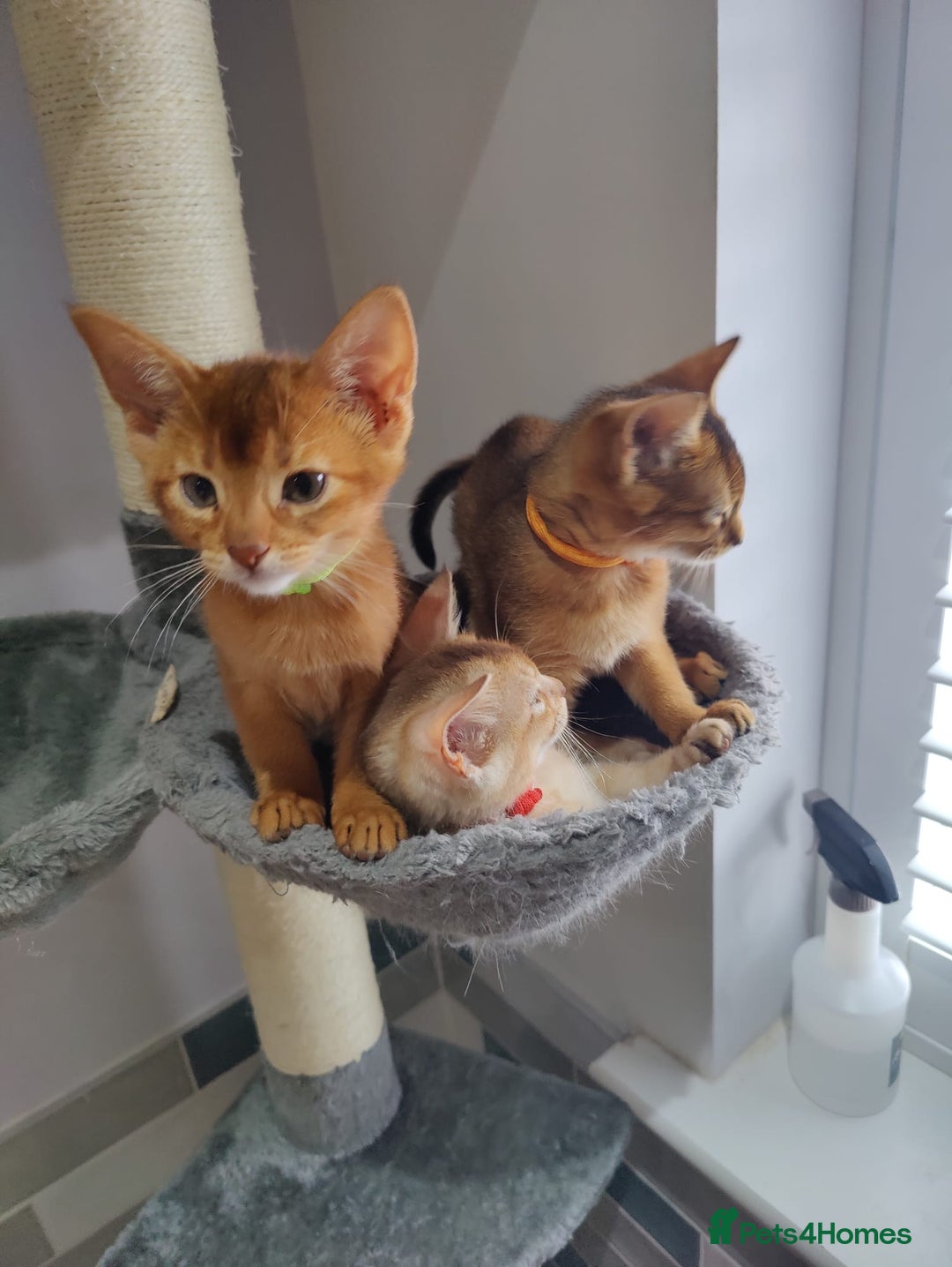 Abyssinian cats for sale: Ready to go TODAY! Delivery ✅ Neutered ✅ - Image 2