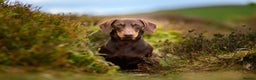Dachshund dogs for stud: Miniature Dachshund Chocolate and Tan Stud in Wrexham - Advert 1