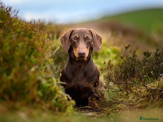 Dachshund dogs Miniature Dachshund Chocolate and Tan Stud in Wrexham - Advert 1