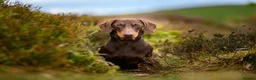 Dachshund dogs for stud: Miniature Dachshund Chocolate and Tan Stud in Wrexham - Advert 1