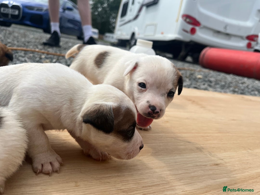 Mixed Breed dogs for sale: Chihuahua and Jack Russell mix puppies - Image 10
