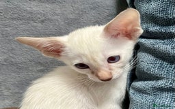 Oriental cats for sale: Oriental and Siamese kittens GCCF reg - Image 10